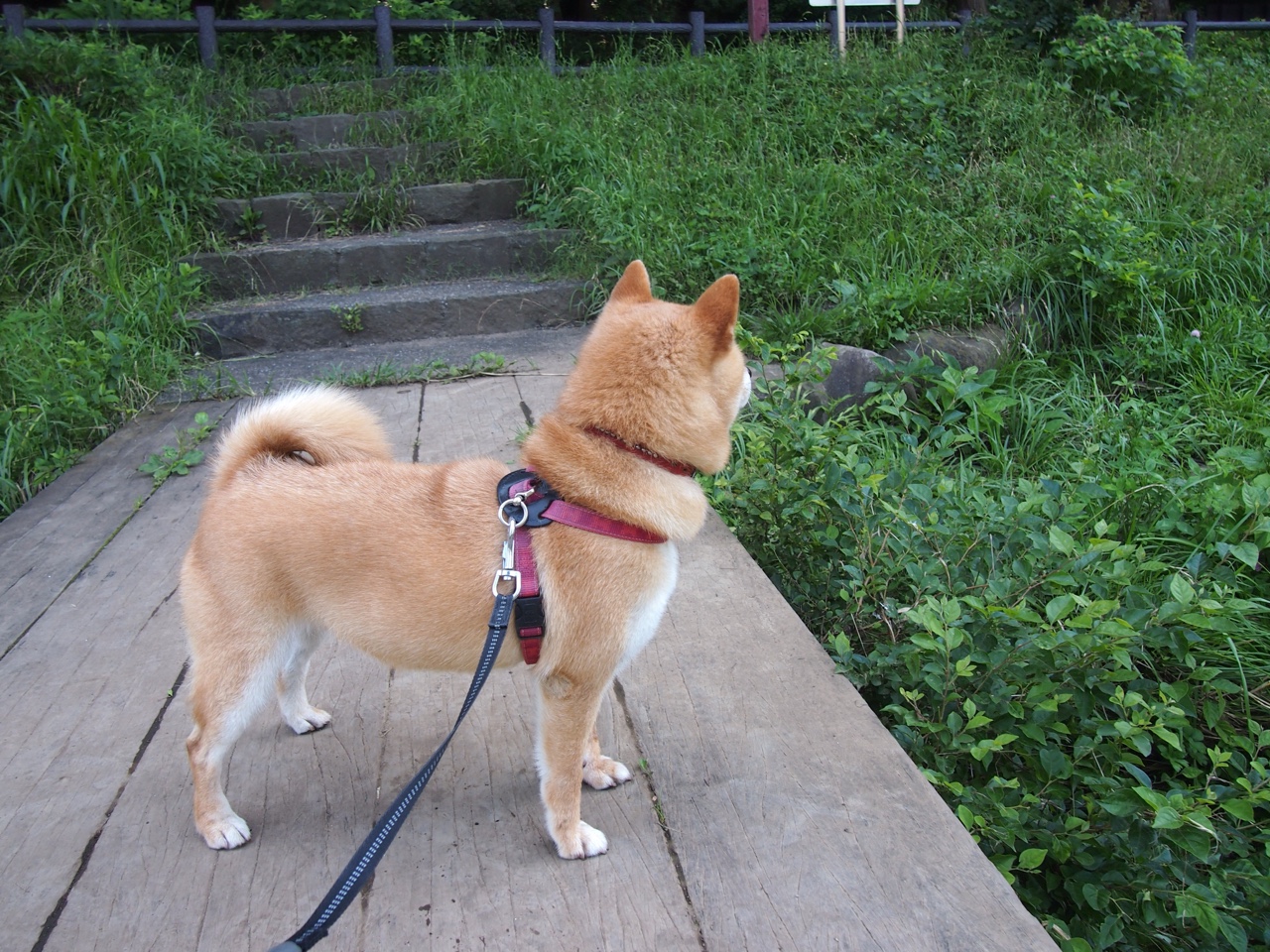 开云体育登录-一剑封喉！米切尔惊天远射点燃欧冠之夜