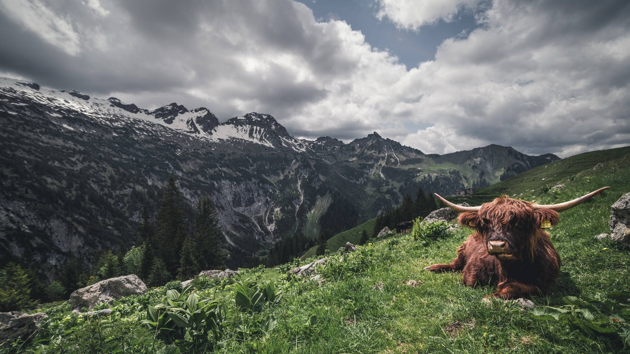 开云体育app-库尔图瓦全节奏引领，国际米兰一鼓作气斩落卡塔尔强敌