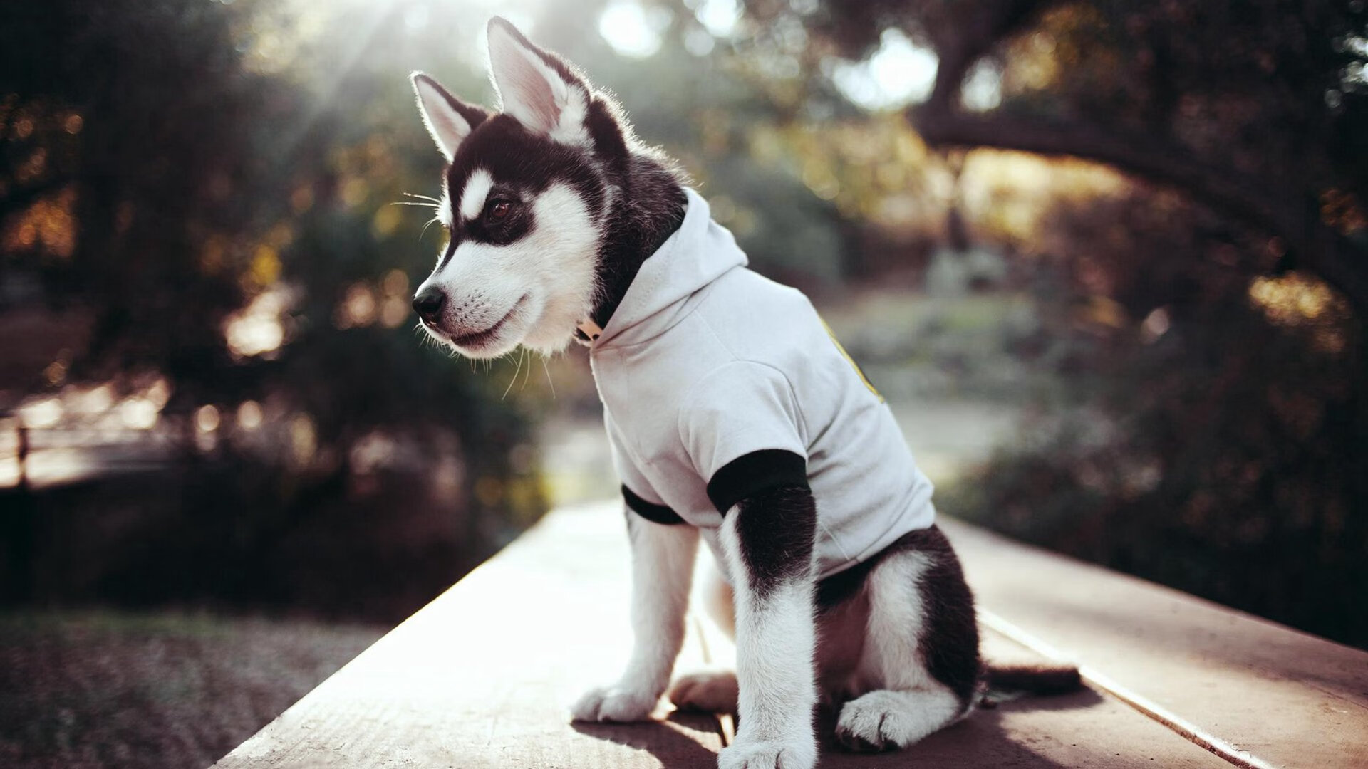 绝境逆转!武切维奇两记价值千金的出手拯救广东队