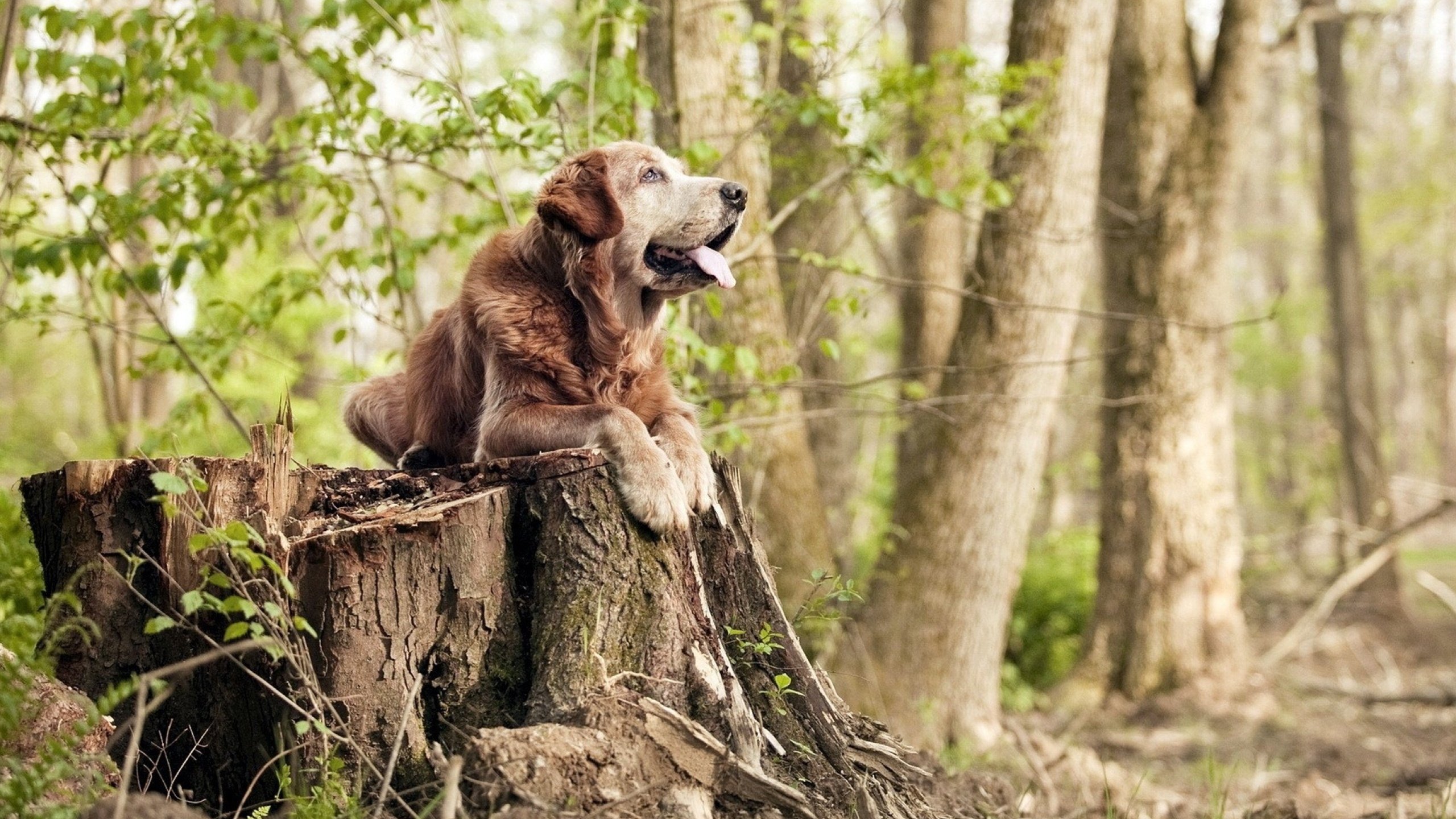 锡安断尾求生震彻北岸花园，76人决胜局逆袭凯尔特人