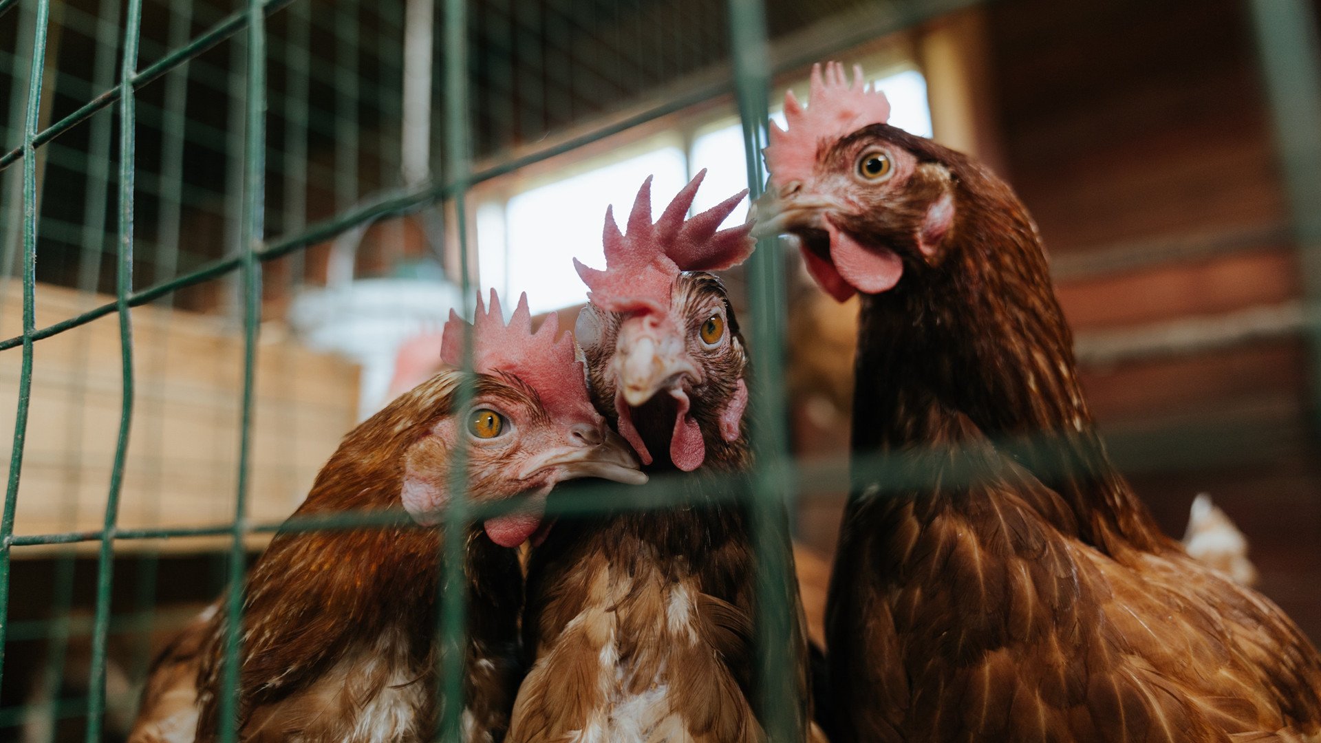 那不勒斯之夜，阿圭罗于绝境中亮出蓝色獠牙