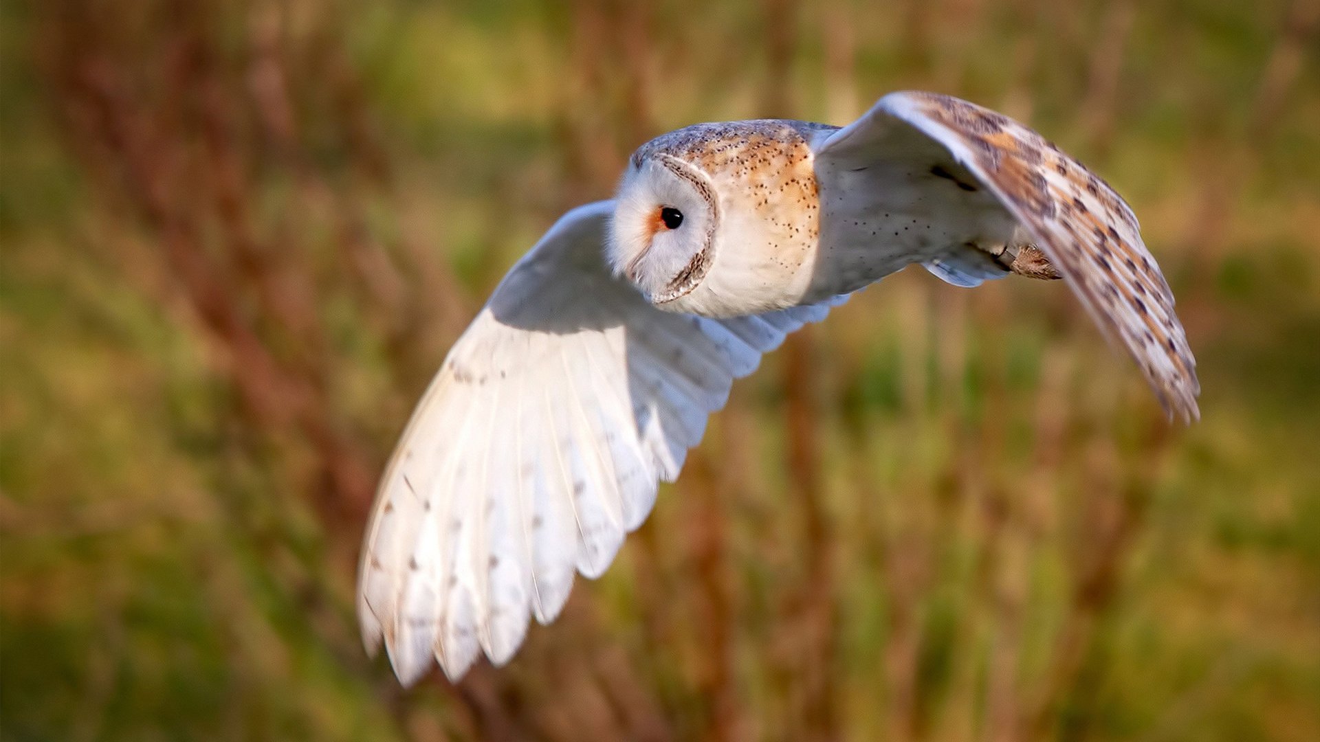 开云体育APP下载-掘金加时苦战擒鹈鹕，布克末节爆发定江山