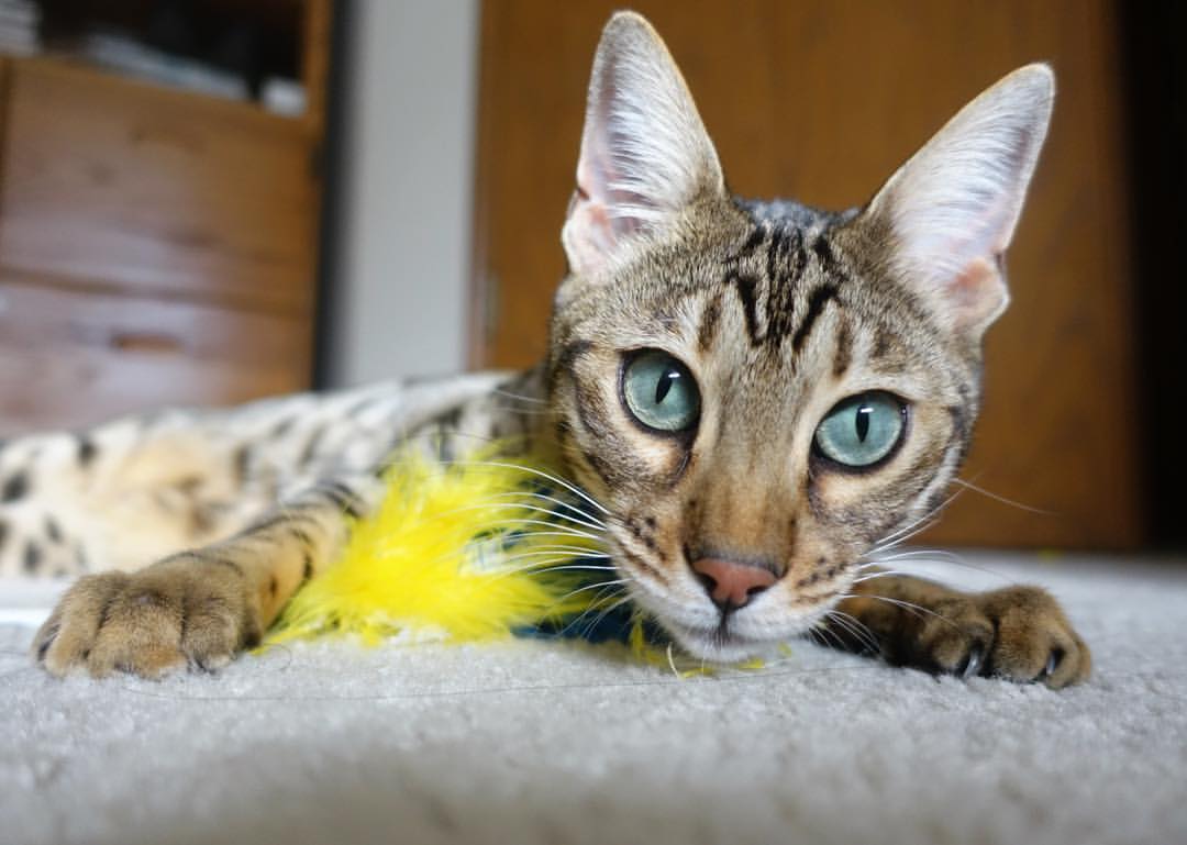 掘金加时苦战擒鹈鹕，布克末节爆发定江山