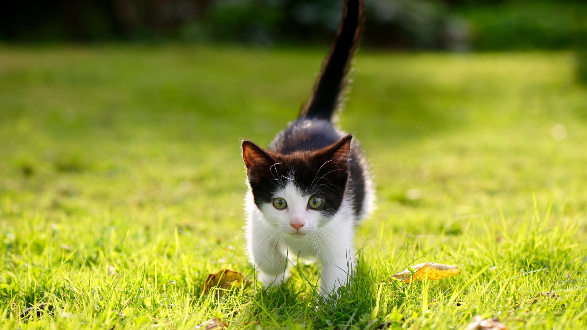 开云官网-几内亚带走莱比锡红牛，伊萨克成为关键先生，双重忠诚下的足球变奏曲