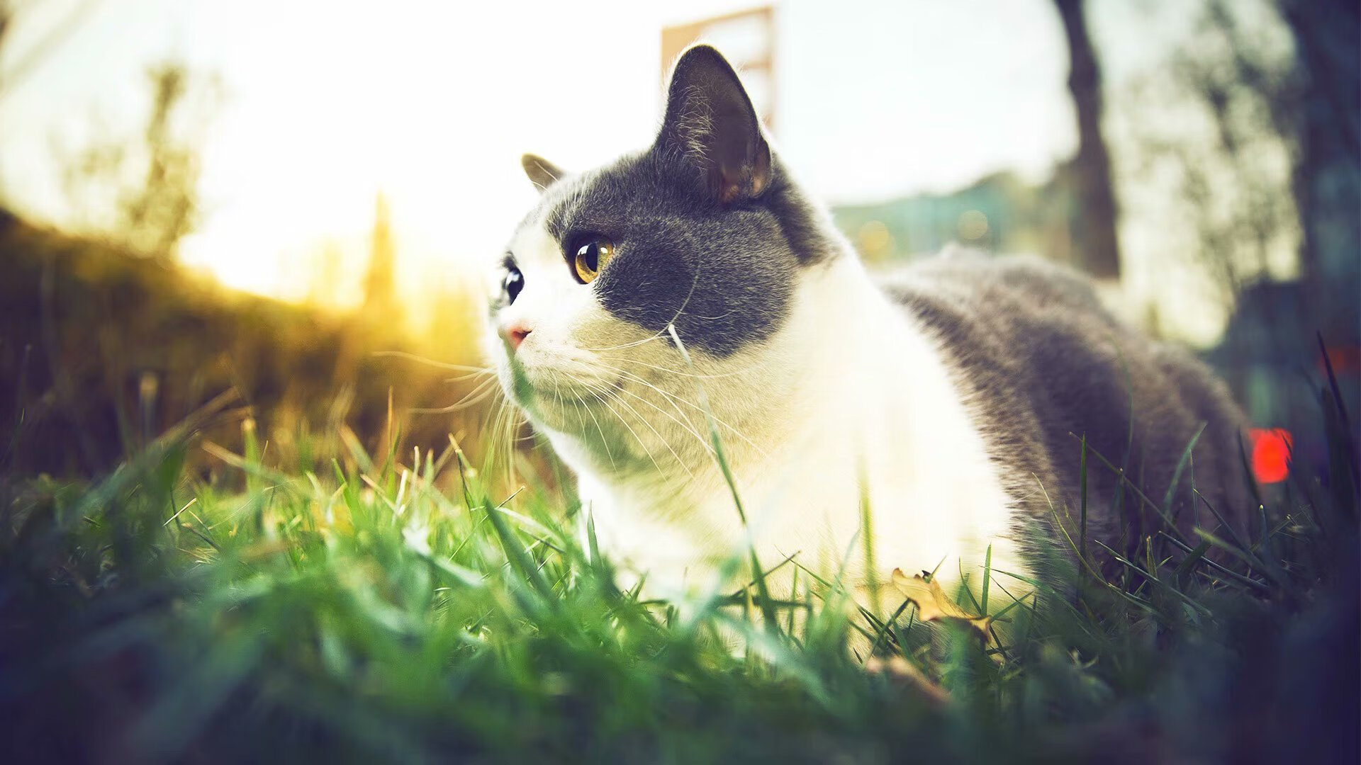 开云下载-美加墨世界杯之夜，霍勒迪的个人英雄主义交响曲