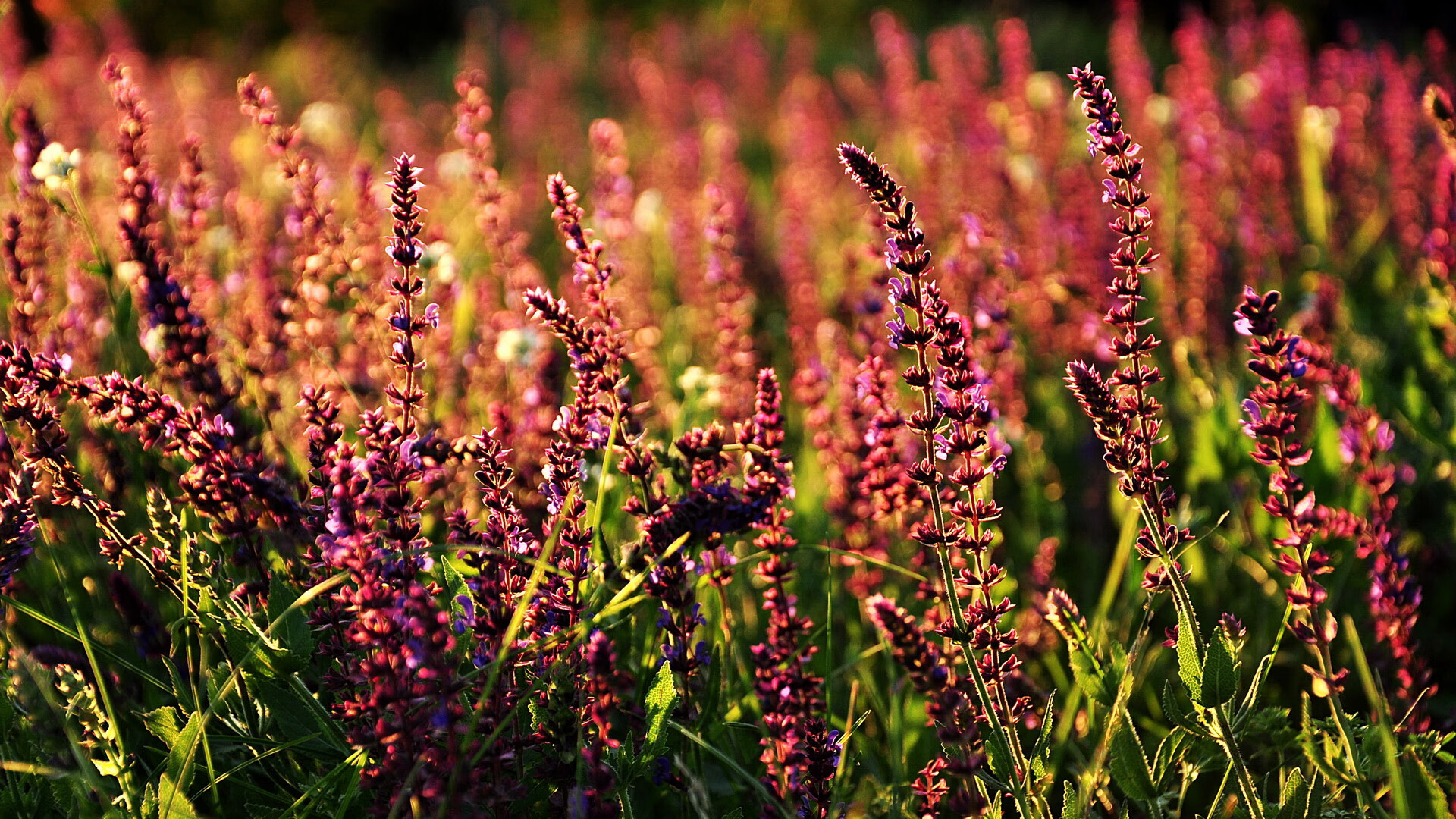 英格拉姆进攻端无解，勇士何以制霸湖人？个人英雄主义与团队篮球的终极对话