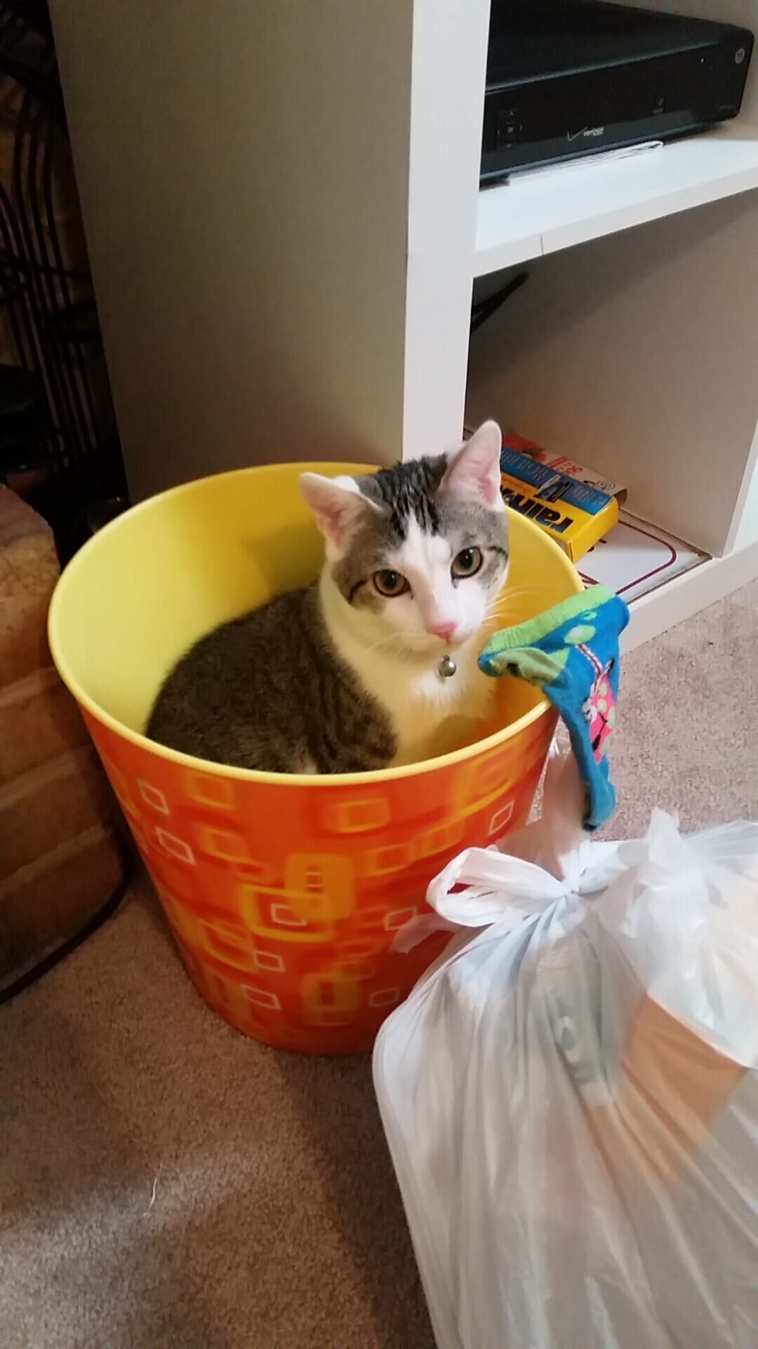 从世界杯泥泞到德甲锋芒，德国足球的战术觉醒与阿尔瓦雷斯的冠军时刻