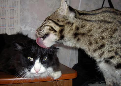 锁死！霍勒迪让鹈鹕变困兽，奇才掀翻西部劲旅靠的竟是防守铁链