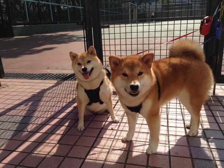 赛道烽烟起，球场战鼓擂，速度与对抗的终极序章