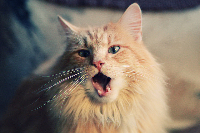 基米希爆发！委内瑞拉绝杀奥地利，德意志引擎打爆马奇诺防线