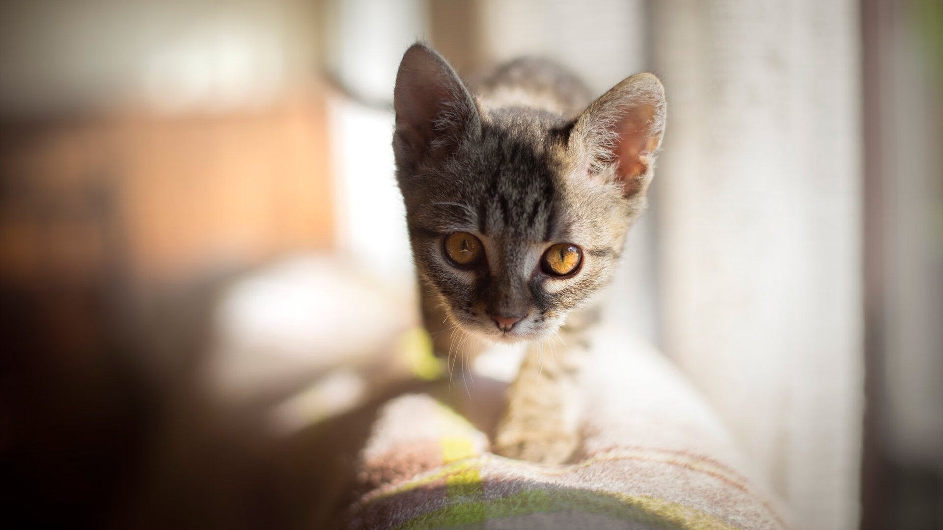 开云下载-地中海的馈赠，当若日尼奥的节奏击穿法老防线
