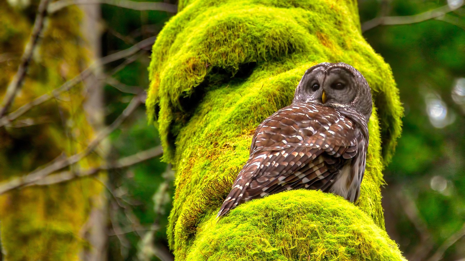 开云体育APP下载-救赎之战，当所有嘲笑化为寂静，欧文一剑封喉