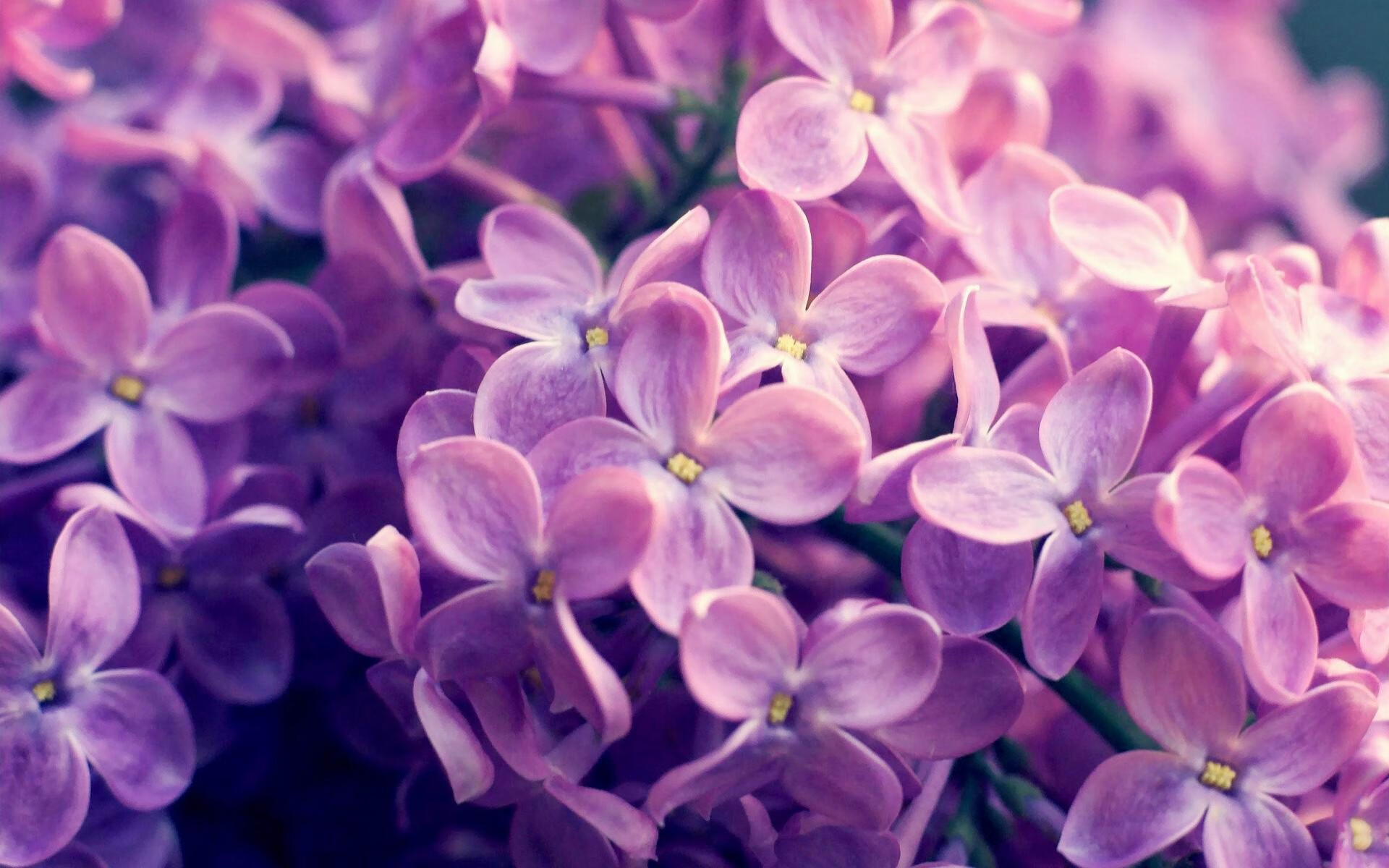 开云体育中国-黄蜂爆冷击败雄鹿，东契奇关键先生闪耀NBA赛场