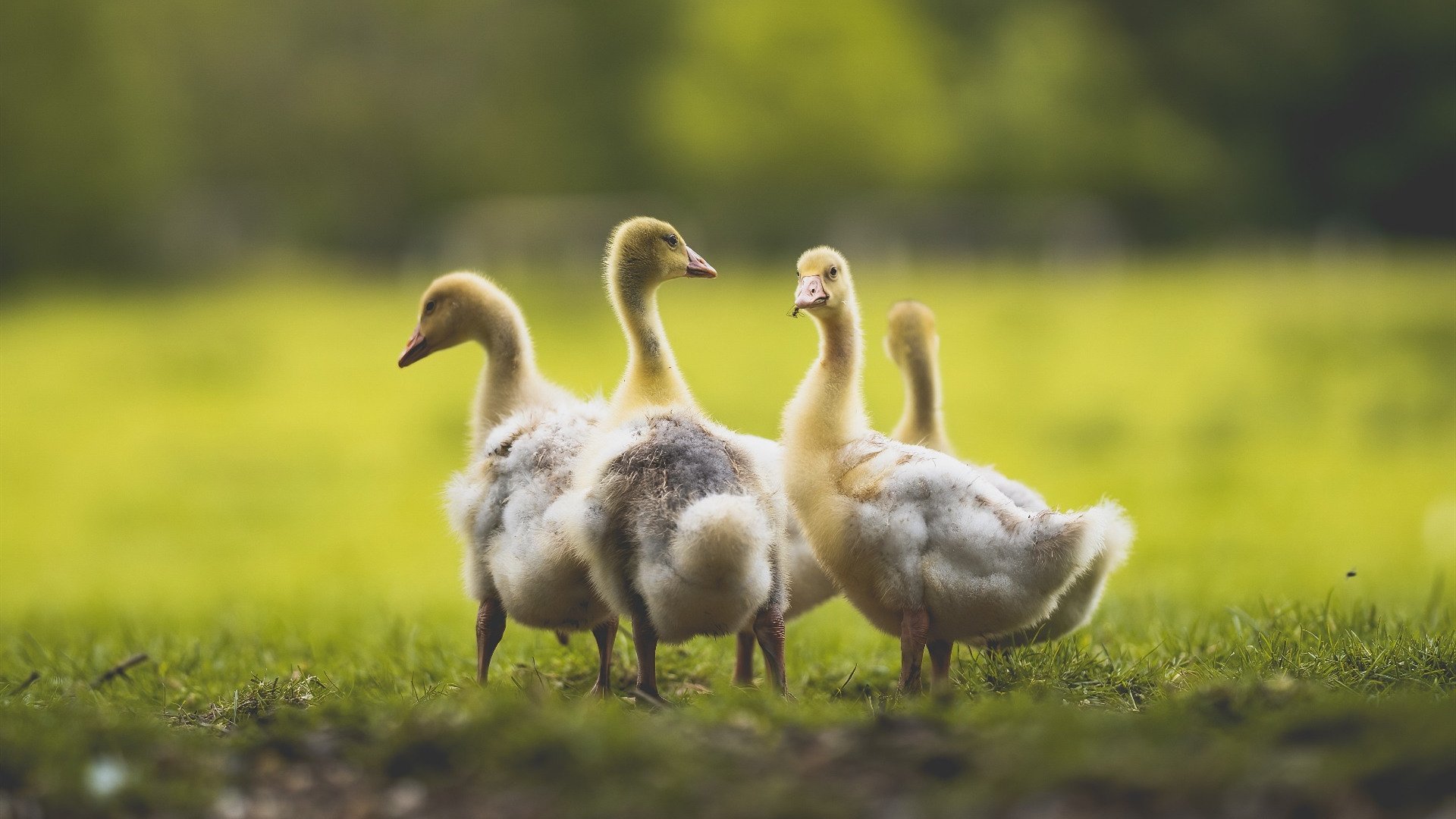 门迪如天神下凡对手完全无解，巴萨哲学力克沙特金元风暴